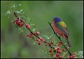 _8SB8860 painted bunting